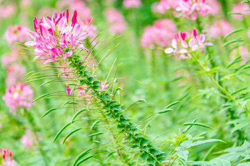 Cleome spinose in early summer