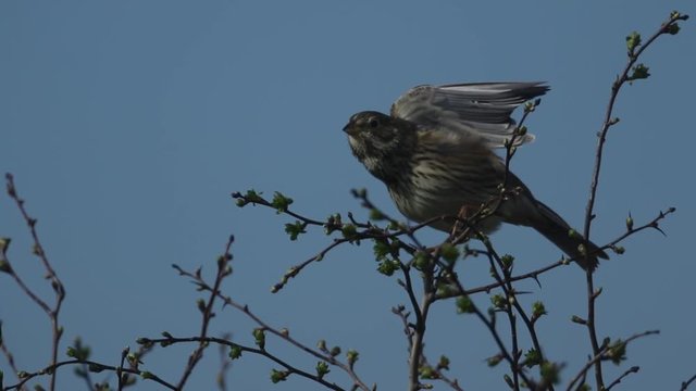 A pretty Corn Bunting, Emberiza calandra, perched on a branch of a Hawthorn tree. It has a stretch of its wings and tail feathers and continues to look around and call.