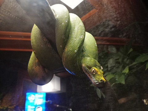 Green tree phython