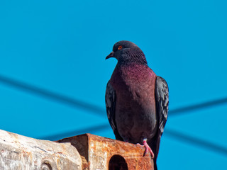 Beautiful dove. Close up