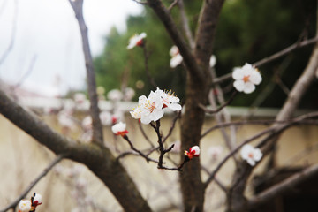 Spring tree flowers background, close-up. Blossom branches of a flowering tree 