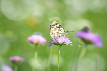 Schmetterling auf Wiesenblume