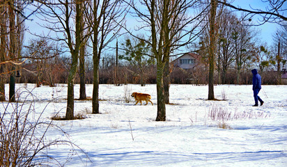 Sunny winter day. A park. A man walks with the dog in the park, which is covered with snow.