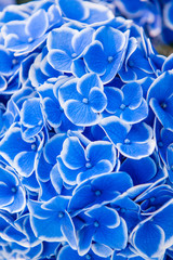 Beautiful Flowers (Hydrangea macrophylla) or Hortensia flower is blooming.