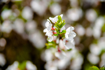 Natural background of branches with white flowers 