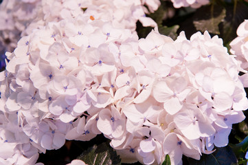 Beautiful Flowers (Hydrangea macrophylla) or Hortensia flower is blooming.