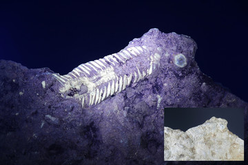 Silurian trilobite fossil from Saarenmaa, Estonia, photographed in ultraviolet light (365 nm). ...