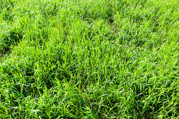 green grass
