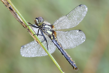 Sympetrum danae, the black darter or black meadowhawk