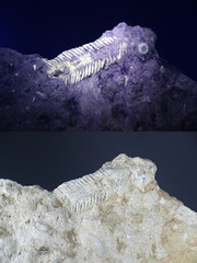 Silurian trilobite fossil from Saarenmaa, Estonia, photographed in ultraviolet light (365 nm).  Lower image showing same sample in normal daylight. © Henri Koskinen