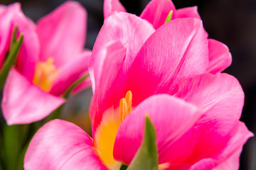 Obraz premium bouquet of pink tulips shot close-up