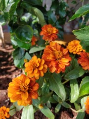 yellow flowers in the garden