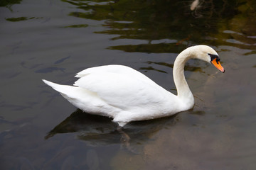 Obraz premium White swan