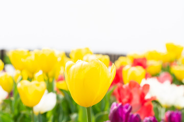 長崎市香焼のチューリップ祭り
