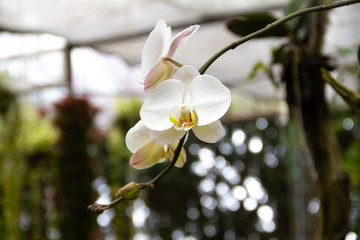 white orchid on blurred background