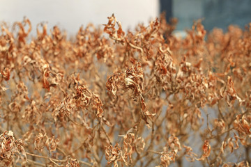 Close up dry tree leaves and bushes background.