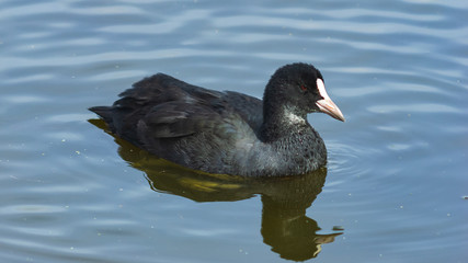 Eurasian coot Fulica atra swimming in pond close-up portrait, selective focus, shallow DOF