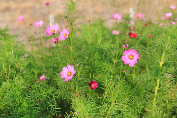 Cosmos flower in nature garden.