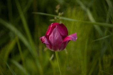 red tulip in the garden