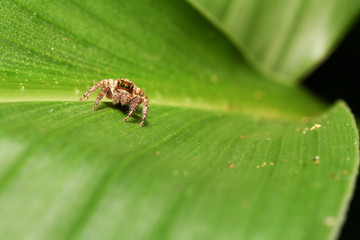 Jumping spiders