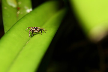 Fototapeta premium Jumping spiders