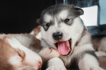 Fototapeta na wymiar Fluffy puppy yawns and looks at the camera