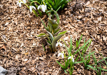 flower, white, green, browns, 