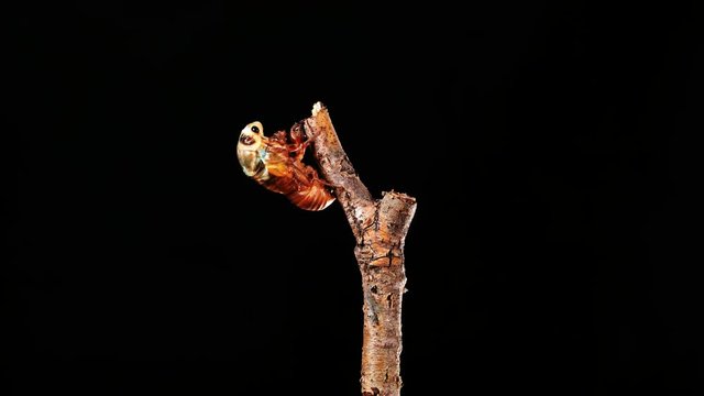 A cicada metamorphoses on a branch, time-lapse photography.