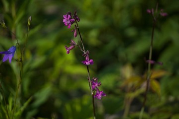 flowers on the field