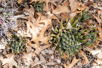 flower, green, white, browns, pink