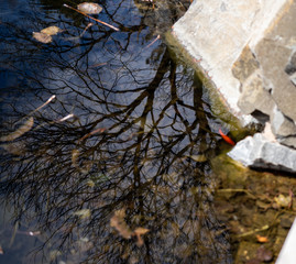 koi fish, Amur carp, rock, swimming, dark orange, black, white