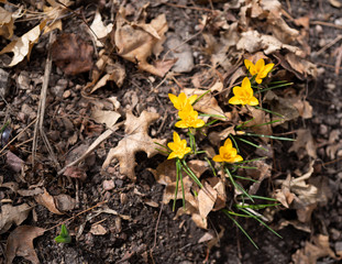 flower, yellow, brown, green, rocks, dirt