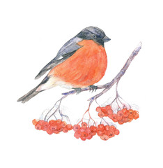 The bullfinch on branch of rowan. Watercolor illustration. 