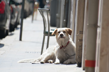 dog in front of white wall