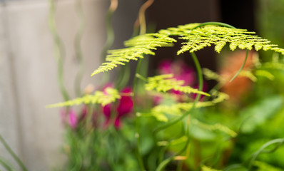 flowers, pink, green, red, white, bright