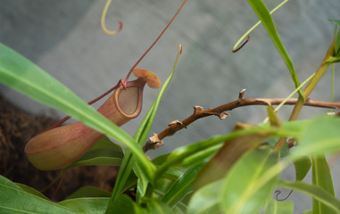 flower, green, white, browns, pink