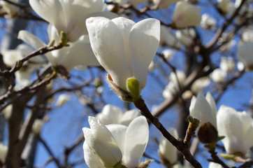 Spring arriving with white flowers