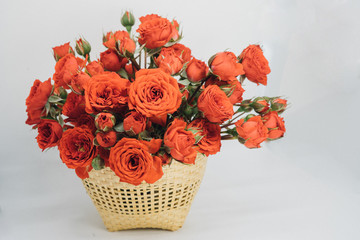 red miniature roses on white background 