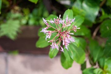 pink, green, leaf, flower, white yellow