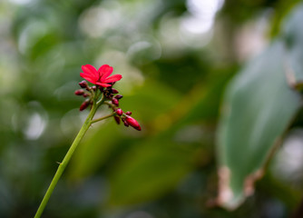 Obraz na płótnie Canvas flower, red, green, leaf, tree, 