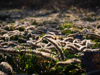 Poplar inflorescence, Long oblong lying on the grass
