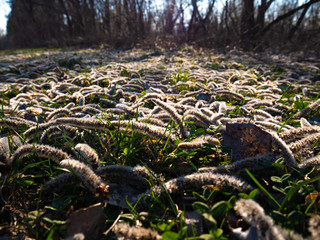Poplar inflorescence, Long oblong lying on the grass