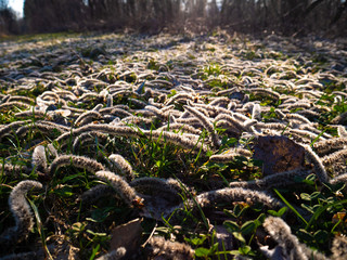 Poplar inflorescence, Long oblong lying on the grass