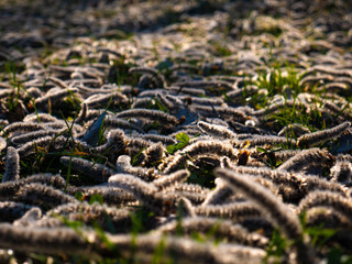 Poplar inflorescence, Long oblong lying on the grass