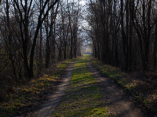 Fototapeta premium Spring park, tree alley and road with green grass