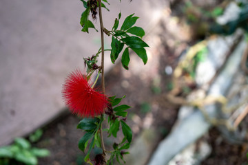flower, red, green, leaf, tree, 