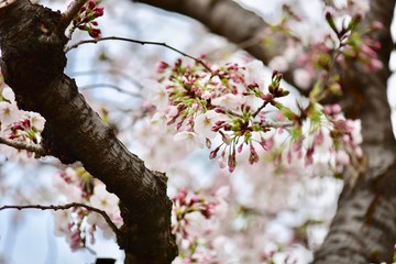 大阪の桜の花