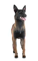 malinois in studio