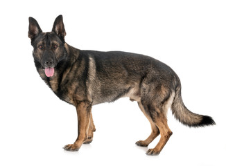 gray german shepherd