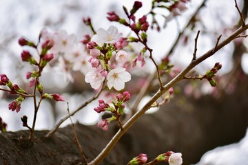 大阪の桜の花